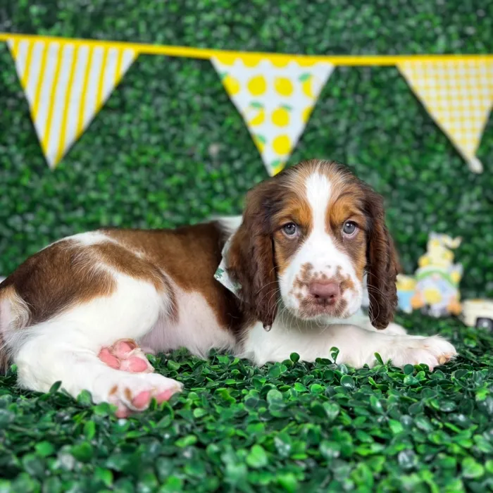 Male English Springer Spaniel puppy named Archie for sale at Puppy Dreams - North Richland Hills.