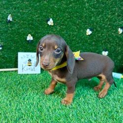 car_main_img_/media/ap_media/pets/WECULOEUEDFC128246.webp.250x250_q85.webp