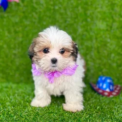 car_main_img_/media/ap_media/pets/WEUGJMKJXGNK130284.webp.250x250_q85.webp