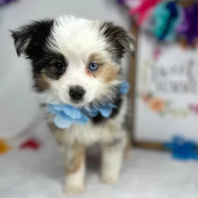 Female Mini Aussie puppy named *Hestia* for sale at Puppy Dreams - Mansfield.