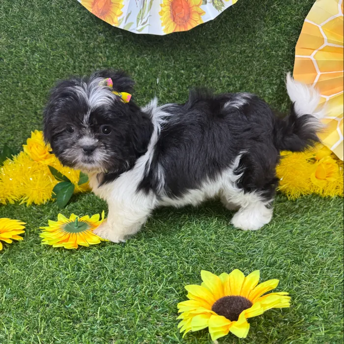Female Shih Tzu puppy named Princess for sale at Puppy Dreams - Arlington.