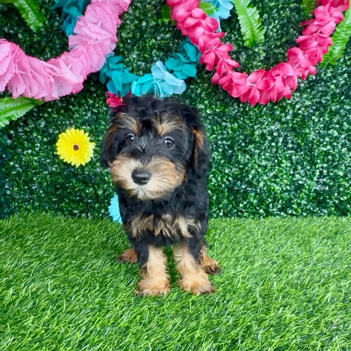 Female Schnoodle puppy named Triple Dipper for sale at Puppy Dreams - Denton.