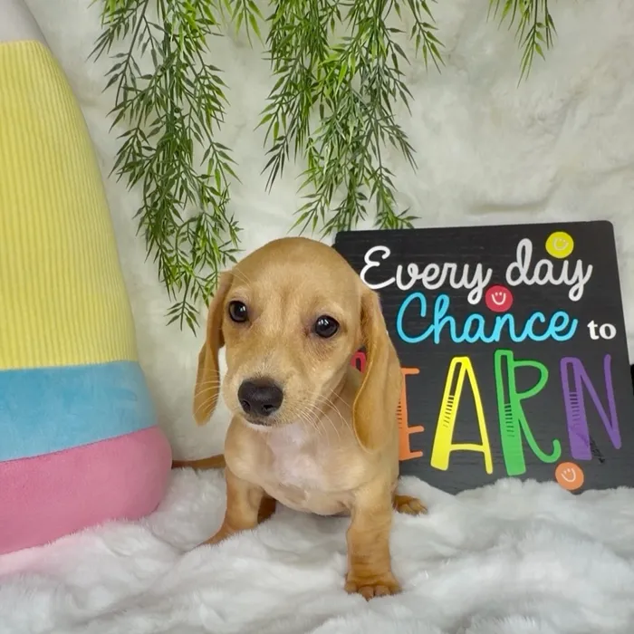 Female Dachshund puppy named Smarty for sale at Puppy Dreams - Denton.