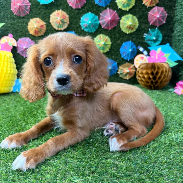 Male Cavapoo puppy named Finn for sale at Puppy Dreams - Carrollton.