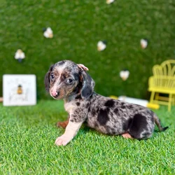 car_main_img_/media/ap_media/pets/WHQBPILHMGGH126136.webp.250x250_q85.webp