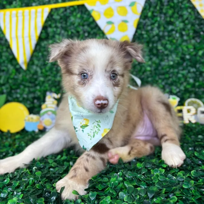 Female Mini Aussie puppy named Pearl for sale at Puppy Dreams - North Richland Hills.