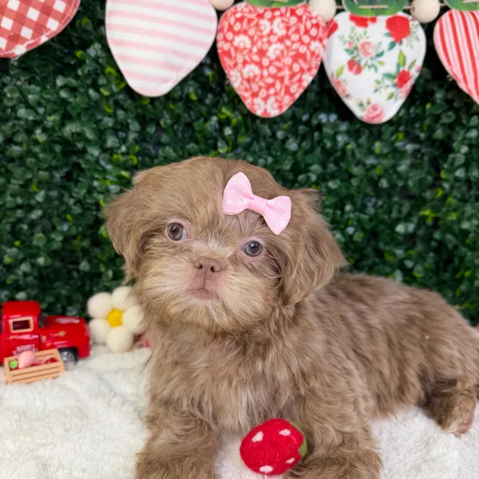 Female Shih Tzu puppy named Luna for sale at Puppy Dreams - Garland.