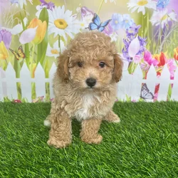 car_main_img_/media/ap_media/pets/WIJMMWWQYLYQ128910.webp.250x250_q85.webp