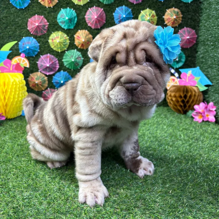 Female Shar Pei puppy named Duchess for sale at Puppy Dreams - Carrollton.