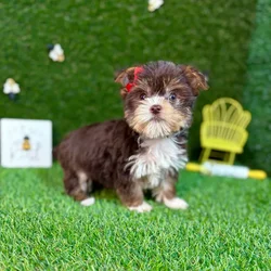 car_main_img_/media/ap_media/pets/WKQVKDSGLGYO124894.webp.250x250_q85.webp