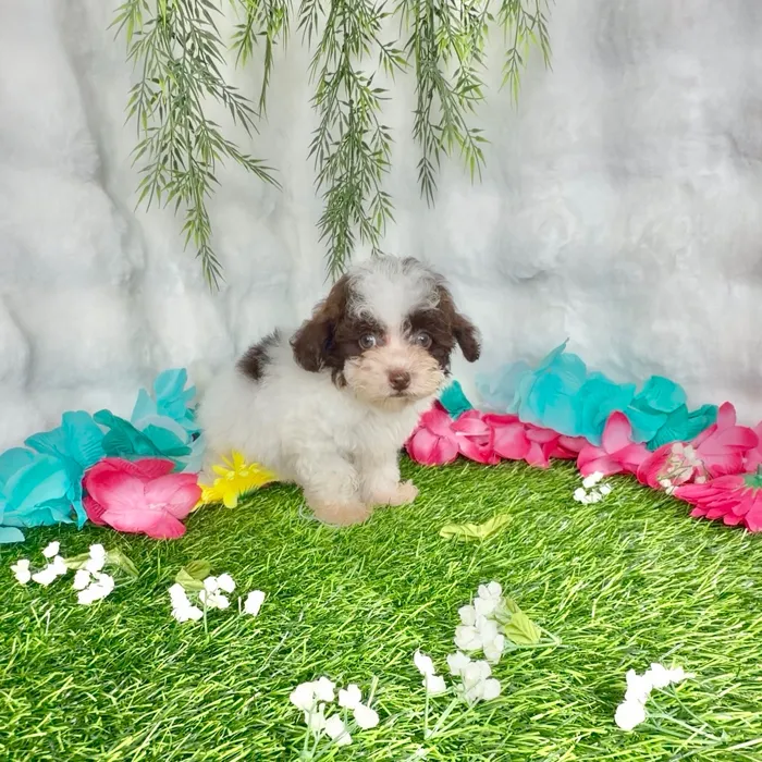 Male Shipoo puppy named Texas for sale at Puppy Dreams - Denton.