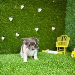 car_main_img_/media/ap_media/pets/WLKRORYMJINR119451.webp.250x250_q85.webp
