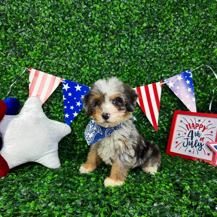 Male Bernedoodle Mini puppy named Oliver for sale at Puppy Dreams - North Richland Hills.