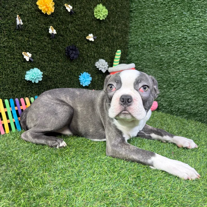 Male Frenchton puppy named Buster for sale at Puppy Dreams - Carrollton.