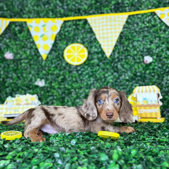 Male Dachshund puppy named Mickey for sale at Puppy Dreams - North Richland Hills.