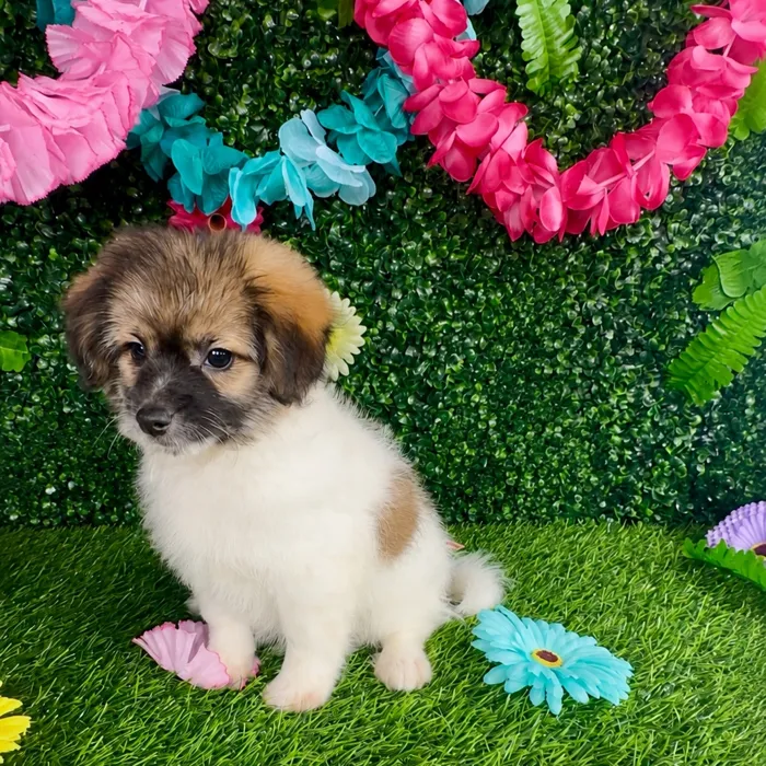Male Pom-A-Poo puppy named Lin Manuel for sale at Puppy Dreams - Denton.