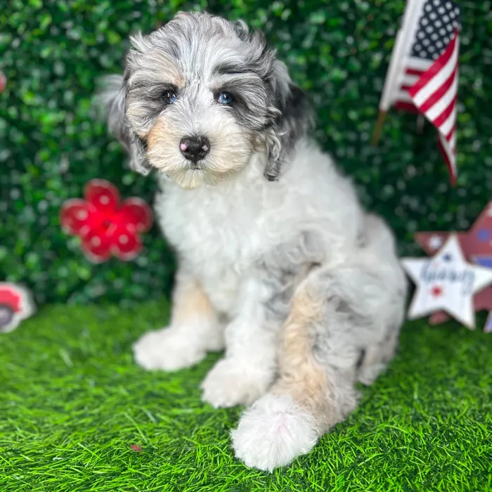 Female Bernedoodle puppy named *Muffin* for sale at Puppy Dreams - Mansfield.