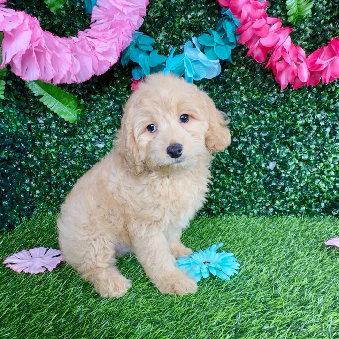 Male Cockapoo puppy named Jason Mamoa for sale at Puppy Dreams - Denton.