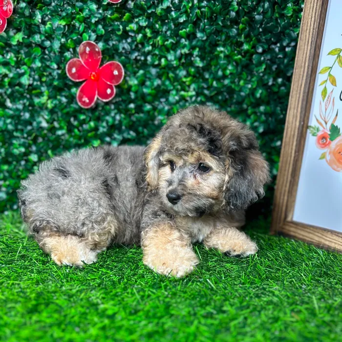 Female Cockapoo puppy named *Elenor* for sale at Puppy Dreams - Mansfield.