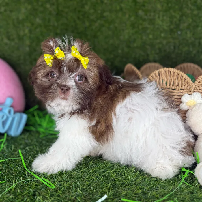 Female Shih Tzu puppy named Suki for sale at Puppy Dreams - Arlington.