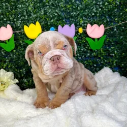 Female English Bulldog puppy named Scarlett for sale at Puppy Dreams - Garland.