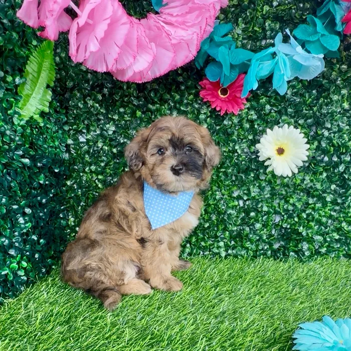 Male Havapoo puppy named George for sale at Puppy Dreams - Denton.