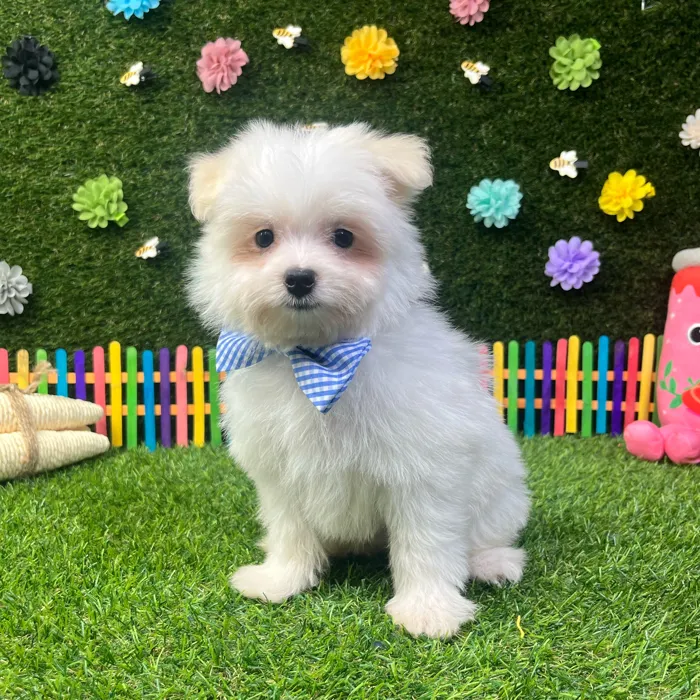 Male Pomachon puppy named Puff for sale at Puppy Dreams - Carrollton.