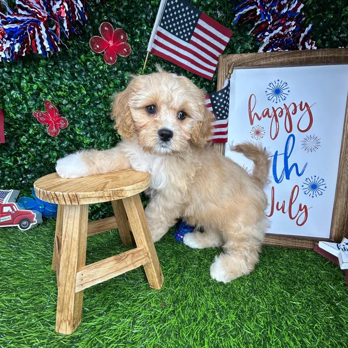 Male Cavapoo puppy named *Rocket* for sale at Puppy Dreams - Mansfield.
