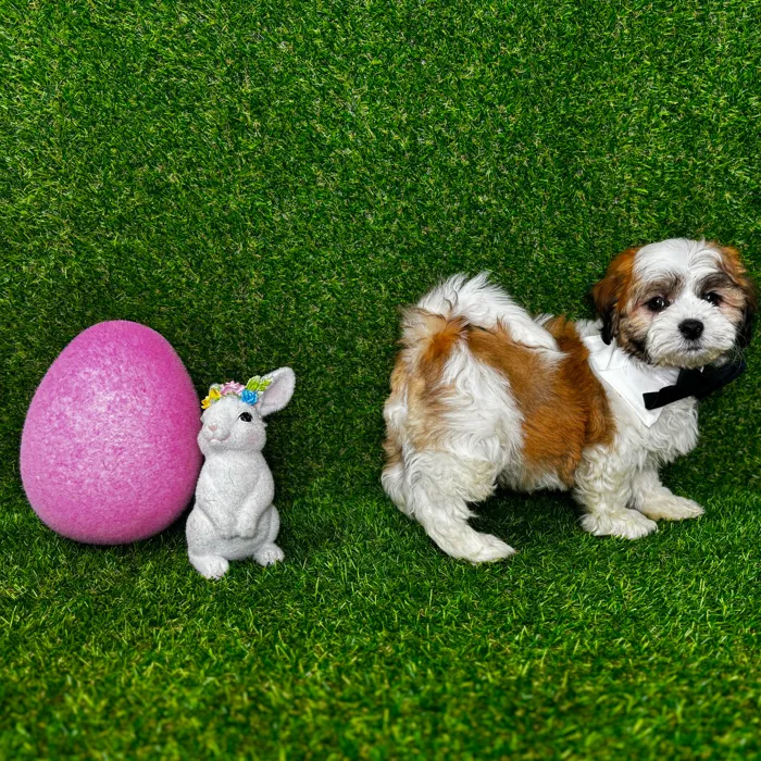 image_cropper_9F9704B0-C5BE-42C8-8770-05094108CAD9-22951-00003A1EB070C726.jpg