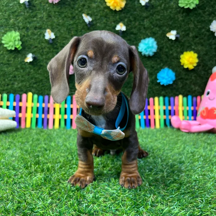 Male Dachshund puppy named Chocco for sale at Puppy Dreams - Carrollton.