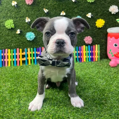 Male Frenchton puppy named Buster for sale at Puppy Dreams - Carrollton.