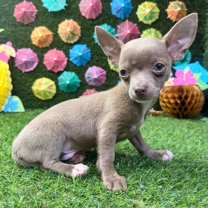 Male Chihuahua puppy named Chico for sale at Puppy Dreams - Carrollton.