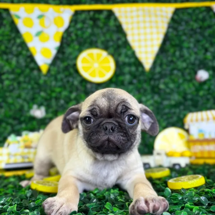 Female Pug puppy named Lola for sale at Puppy Dreams - North Richland Hills.