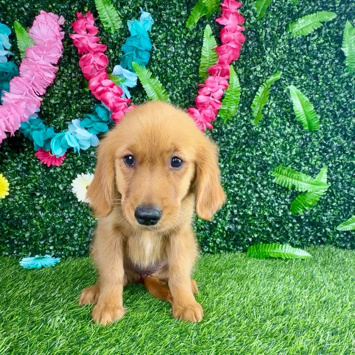 Female Golden Retriever puppy named Spicy Deluxe for sale at Puppy Dreams - Denton.
