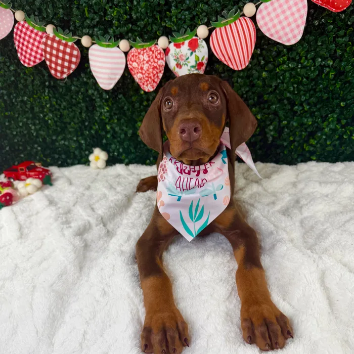 Female Doberman Pinscher puppy named Xena for sale at Puppy Dreams - Garland.