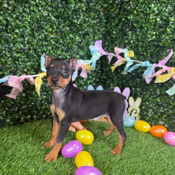 Female Min Pin puppy named Sandy for sale at Puppy Dreams - Garland.
