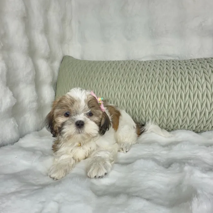 Female Shih Tzu puppy named Gordita Crunch for sale at Puppy Dreams - Denton.