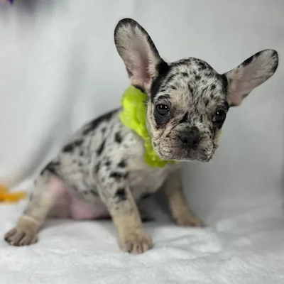 Female French Bulldog puppy named *Athena* for sale at Puppy Dreams - Mansfield.
