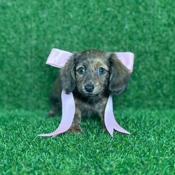 car_main_img_/media/ap_media/pets/WUDCWCWRDSTC121522.webp.250x250_q85.webp