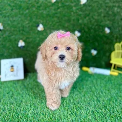 car_main_img_/media/ap_media/pets/WUOQZLGKZNNL127578.webp.250x250_q85.webp