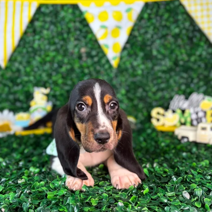 Male Basset Hound puppy named Hopper for sale at Puppy Dreams - North Richland Hills.
