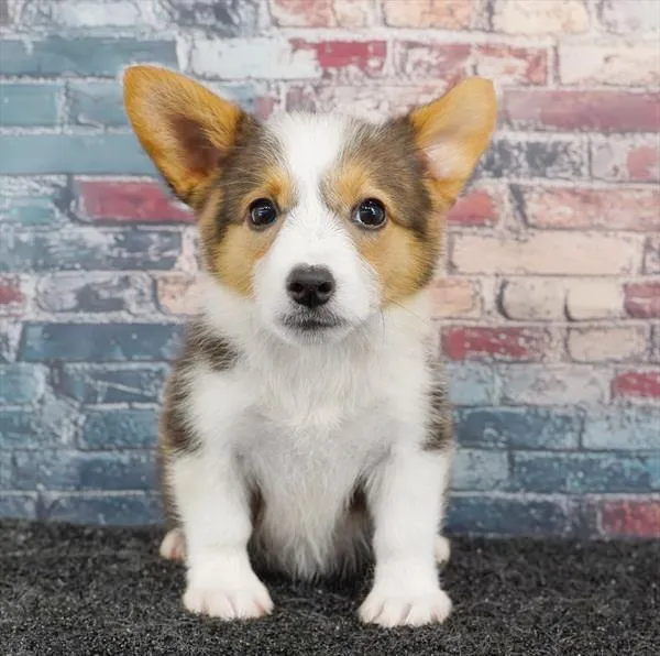 Female Pembroke Welsh Corgi puppy named Kolachi for sale at Puppy Dreams - Arlington.