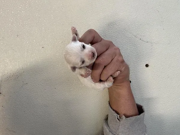 Female Maltese puppy named Blossom for sale at Puppy Dreams - Garland.