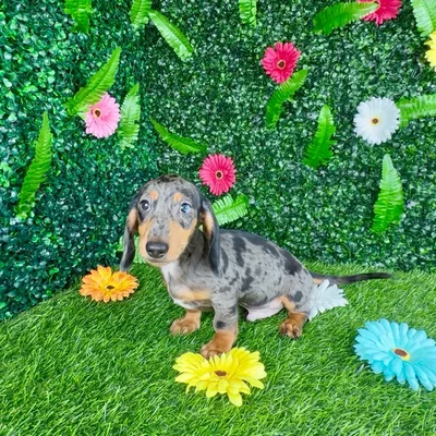 Male Dachshund puppy named Diet Coke for sale at Puppy Dreams - Denton.