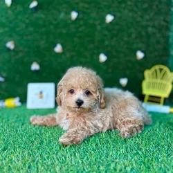 car_main_img_/media/ap_media/pets/WVVTHGNCTXRS123657.webp.250x250_q85.webp