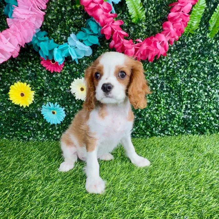 Male Cavalier King Charles Spaniel puppy named Jimmy Johns for sale at Puppy Dreams - Denton.