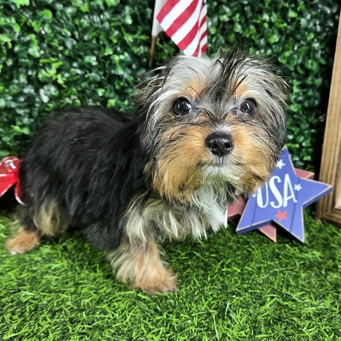 Female Yorkie puppy named *Pancake* for sale at Puppy Dreams - Mansfield.
