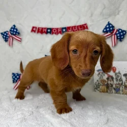 Female Dachshund puppy named Cookie for sale at Puppy Dreams - Garland.
