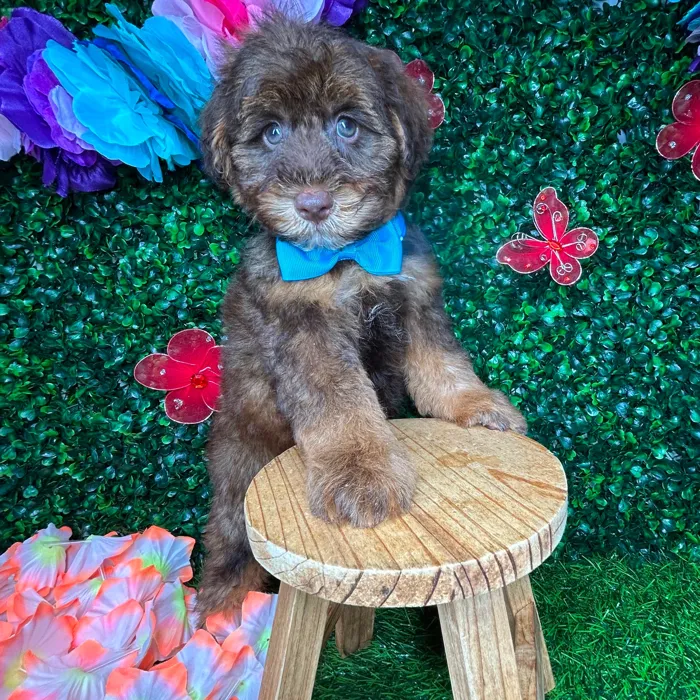 Male Schnoodle puppy named *Root* for sale at Puppy Dreams - Mansfield.