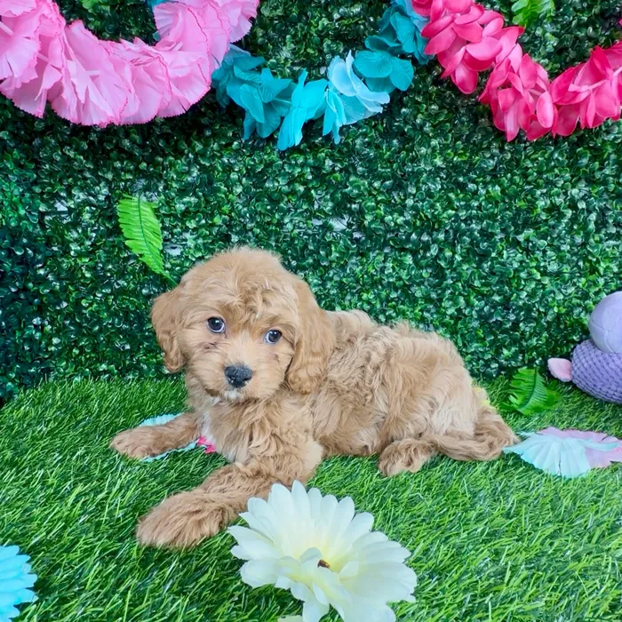 Female Cavapoo puppy named Cougar for sale at Puppy Dreams - Denton.
